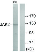 Anti-JAK2 antibody produced in rabbit affinity isolated antibody