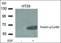 Anti-phospho-PXN (pTyr88) antibody produced in rabbit affinity isolated antibody