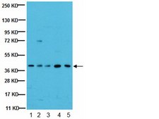 Anti-Gi&#945;2 Antibody, clone L5 clone L5, from mouse