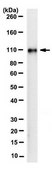 Anti-Sirt1(Sir2) Antibody, clone 3-10 Antibody, rabbit monoclonal clone 3-10, from rabbit