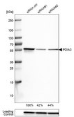 Monoclonal Anti-PDIA3 antibody produced in mouse Prestige Antibodies&#174; Powered by Atlas Antibodies, clone CL2444, purified immunoglobulin, buffered aqueous glycerol solution