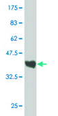 ANTI-NMI antibody produced in mouse clone 10E5, purified immunoglobulin, buffered aqueous solution