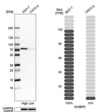 Anti-SH3BP5 antibody produced in rabbit Prestige Antibodies&#174; Powered by Atlas Antibodies, affinity isolated antibody, buffered aqueous glycerol solution