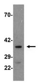 Anti-ApoA4 Antibody from rabbit, purified by affinity chromatography