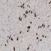 Anti-PMCH antibody produced in rabbit Prestige Antibodies&#174; Powered by Atlas Antibodies, affinity isolated antibody