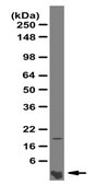 Anti-Amyloid, &#946; 1-40, a&#946; Antibody from rabbit, purified by affinity chromatography