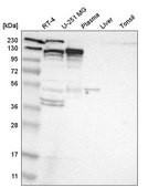 Anti-KIF11 antibody produced in rabbit Prestige Antibodies® Powered by Atlas Antibodies, affinity isolated antibody