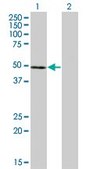 Monoclonal Anti-NFE2 antibody produced in mouse clone 2C6, purified immunoglobulin, buffered aqueous solution