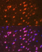 Anti-TBR1 Antibody, clone 1U1K5, Rabbit Monoclonal