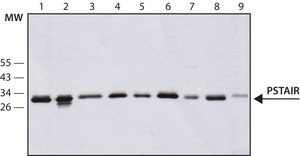 Monoclonal Anti-PSTAIR antibody produced in mouse clone PSTAIR, ascites fluid