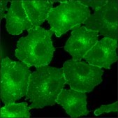 A549 Cells GFP-EGFR