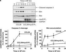 Anti-Bim Antibody, internal epitope, pan-Bim isoforms Chemicon&#174;, from rabbit