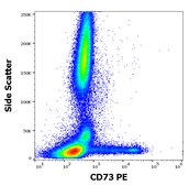 Monoclonal Anti-CD73 PE produced in mouse