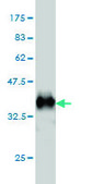 Monoclonal Anti-KCNA3 antibody produced in mouse clone 1D8, purified immunoglobulin, buffered aqueous solution