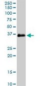 Monoclonal Anti-FCGR2B antibody produced in mouse clone 1A9, ascites fluid, solution