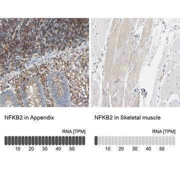 Anti-NFKB2 antibody produced in rabbit Prestige Antibodies® Powered by Atlas Antibodies, affinity isolated antibody, buffered aqueous glycerol solution