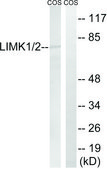 Anti-LIMK1 antibody produced in rabbit affinity isolated antibody