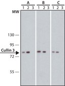 Anti-Cullin 3 antibody ,Mouse monoclonal clone CUL3-9, purified from hybridoma cell culture