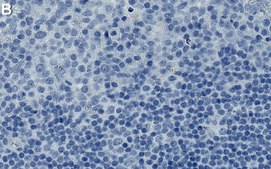 Anti-IL-10 Antibody, clone 1O10 ZooMAb&#174; Rabbit Monoclonal recombinant, expressed in HEK 293 cells