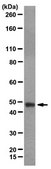Anti-Atg18 (WIPI-2) Antibody, clone 2A2 clone 2A2, from mouse