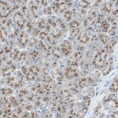 Anti-SEC16A antibody produced in rabbit Prestige Antibodies&#174; Powered by Atlas Antibodies, affinity isolated antibody, buffered aqueous glycerol solution