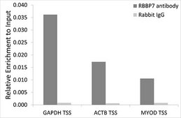 Anti-RBBP7 antibody produced in rabbit