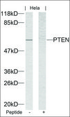 Anti-PTEN (Ab-370) antibody produced in rabbit affinity isolated antibody