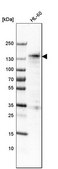 Monoclonal Anti-MKL1 antibody produced in mouse Prestige Antibodies&#174; Powered by Atlas Antibodies, clone CL4281, purified immunoglobulin