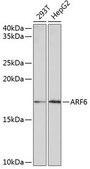 Anti-ARF6 antibody produced in rabbit