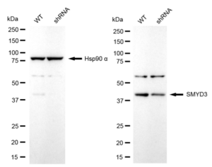 KD-Validated Anti SMYD3 Antibody, clone 24GB2260, Rabbit Monoclonal clone 24GB2260, recombinant rabbit monoclonal, expressed in HEK293 cells