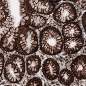 Monoclonal Anti-COX4I1 antibody produced in mouse Prestige Antibodies&#174; Powered by Atlas Antibodies, clone CL3497, purified immunoglobulin, buffered aqueous glycerol solution