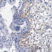 Anti-HAPLN1 antibody produced in rabbit Prestige Antibodies&#174; Powered by Atlas Antibodies, affinity isolated antibody, buffered aqueous glycerol solution, Ab1