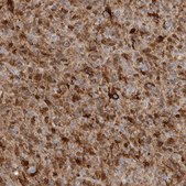 Anti-FABP7 antibody produced in rabbit Prestige Antibodies&#174; Powered by Atlas Antibodies, affinity isolated antibody, buffered aqueous glycerol solution