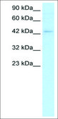 Anti-LEF1 (AB2) antibody produced in rabbit IgG fraction of antiserum