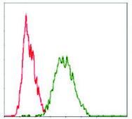 Monoclonal Anti-RAF1 antibody produced in mouse clone 4G4, purified immunoglobulin, buffered aqueous solution