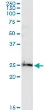 Monoclonal Anti-BCL2L2 antibody produced in mouse clone 2E4, purified immunoglobulin, buffered aqueous solution