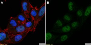 Anti-Cdc25A Antibody, clone 1M11 ZooMAb&#174; Rabbit Monoclonal recombinant, expressed in HEK 293 cells