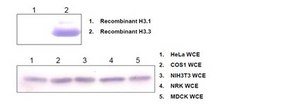 Anti-Histone H3.3 Antibody, clone 6C4A3 clone 6C4A3, 1&#160;mg/mL, from rat