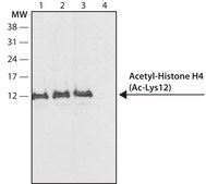Anti-acetyl-Histone H4 [Ac-Lys12] antibody produced in rabbit IgG fraction of antiserum