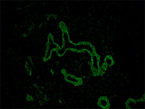 Anti-Mouse IgG (Fc specific) F(ab′)2 fragment−FITC antibody produced in goat affinity isolated antibody, buffered aqueous solution