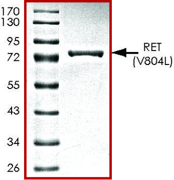 RET (V804L), active, GST tagged human PRECISIO&#174;, recombinant, expressed in baculovirus infected Sf9 cells, &#8805;70% (SDS-PAGE), buffered aqueous glycerol solution