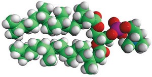 4ME 16:0 PC Avanti Research&#8482; - A Croda Brand