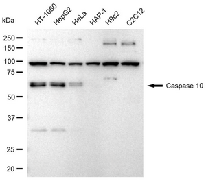 Anti Caspase 10 Antibody, clone 23GB3330, Rabbit Monoclonal clone 23GB3330, recombinant rabbit monoclonal, expressed in HEK293 cells