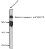 Anti-Cation-independent M6PR (IGF2R) Antibody, clone 4J4A3, Rabbit Monoclonal