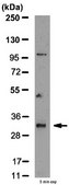 Anti-Cyclin D Antibody from rabbit, purified by affinity chromatography