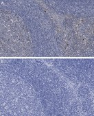 Anti-Caspase-3 Antibody, clone 3J16 , ZooMAb® Rabbit Monoclonal recombinant, expressed in HEK 293 cells