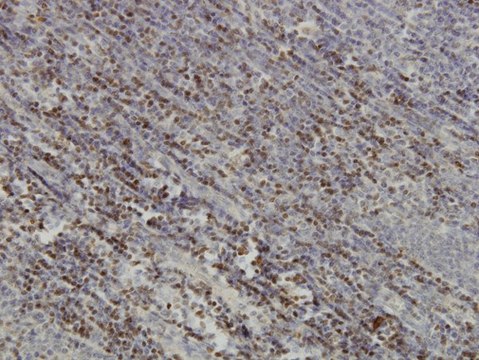 Monoclonal Anti-PAX5 antibody produced in mouse clone 8F9, purified immunoglobulin, buffered aqueous solution