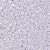Anti-CHGA antibody produced in rabbit Prestige Antibodies&#174; Powered by Atlas Antibodies, affinity isolated antibody, buffered aqueous glycerol solution