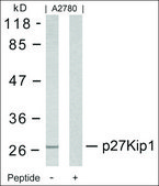 Anti-CDKN1B (Ab-10) antibody produced in rabbit affinity isolated antibody