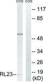 Anti-RPL23 antibody produced in rabbit affinity isolated antibody